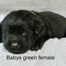 Green female - Black female Labrador Retriever puppy in Mississippi from Sure Shot English Labs
