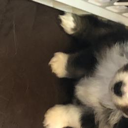 Boy 2 - Toy Australian Shepherd puppy in Corydon, Indiana from Arbuckle’s Lookin Good Aussies (LGA)