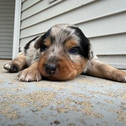 Pepper - Blue merle female Miniature Australian Shepherd puppy in Friend, Nebraska from Mid-Plains Mini Aussies