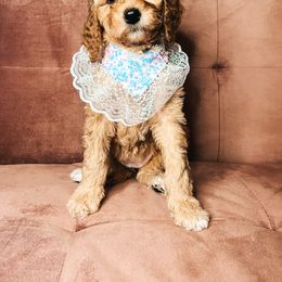 Goldendoodle Puppies from The Doting Doodle