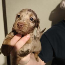Maverick - Dapple male Dachshund puppy in Marshall, Texas from Wilson's Kennels