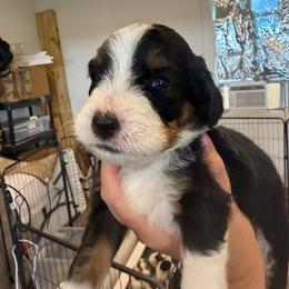 Socks - male Australian Mountain Doodle puppy in Snook, Texas from Snook Acres Doodles