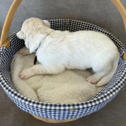 Purple - White female Siberian Husky puppy in Hiram, Ohio from Nyzen Farms