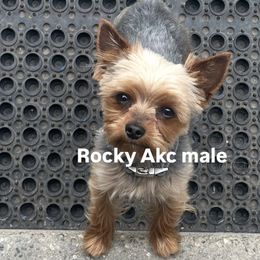 Rockey - Yorkshire Terrier