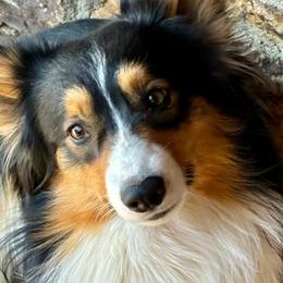 American Corgis and Pembroke Welsh Corgis from Grand Mesa Corgis