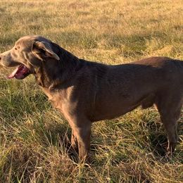 Knox - Labrador Retriever