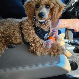 Aussiedoodle, Cavapoo, and Poodle All Grown Up from B&M Cottonwood Canines