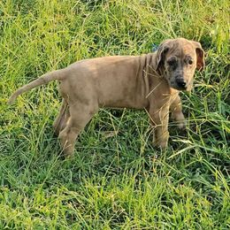 Yang - Merle male Great Dane puppy in Jerusalem, Arkansas from Mara Danes