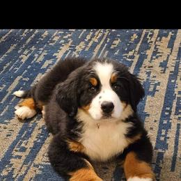 Bernese Mountain Dog Puppies from Allison Thornton