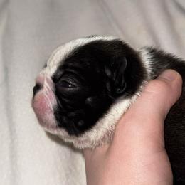 Will - Black brindle and white male Boston Terrier puppy in Georgia from A-K Boston Terriers