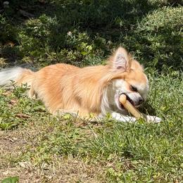 Boone - Chihuahua