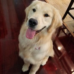 Aureus I'm A Cutie! - Golden Retriever