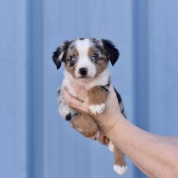 Birch - Miniature Australian Shepherd puppy from Triple Lake Ranch Miniature Australian Shepherds