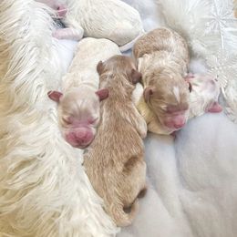 Goldendoodle Puppies from Okie Doodle Grove