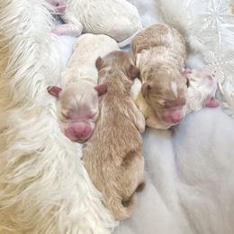 Goldendoodle Puppies from Okie Doodle Grove