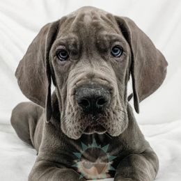 Dachshund, Great Dane, and Yorkshire Terrier Puppies from WZ Kennels