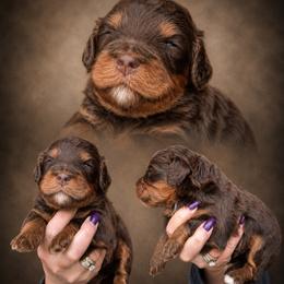 Boy 3, Buckeye - Phantom male Bernedoodle puppy in Delphos, Ohio from Route 66 Poodles & Doodles, Sapphire Shih-tzu's of Ohio