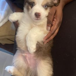 Miniature Australian Shepherd puppies from Double D's Doggie Domaine