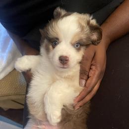 Miniature Australian Shepherd puppies from Double D's Doggie Domaine