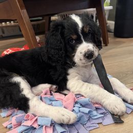 Frenchie - Lady Liberty Litter - male Australian Mountain Doodle puppy in Greenville, Ohio from Woodbriar Wags