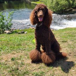 Poodle Puppies from My Buddies Puppies