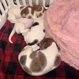 Dachshund puppies from Lisa’s Teeny Weeny Farm
