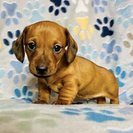 Dachshund Puppies from Mahzian Miniature Dachshunds