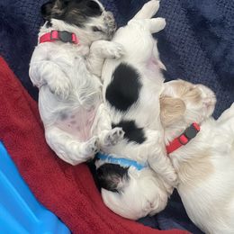 Cocker Spaniel Puppies from Lady K Cocker Spaniels