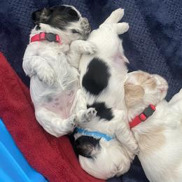 Cocker Spaniel Puppies from Lady K Cocker Spaniels