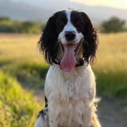 English Springer Spaniel Puppies from Butterfield Trail Springer Spaniels