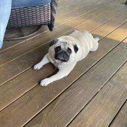 Bulldog and Pug Puppies from JR’s Pugs