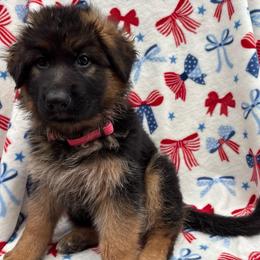 Fanta - Koda - Black and red female German Shepherd puppy in Coplay, Pennsylvania from By My Side Germans Shepherds & Dobermans