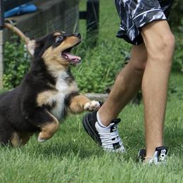 Grenn - Black tri-color male Australian Shepherd puppy in Holmesville, Ohio from Coffee Run Spring at Miller Farms