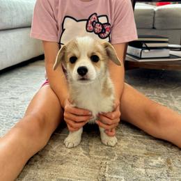 Magnolia - Red female Pembroke Welsh Corgi puppy in Urbana, Ohio from Edgewood Farm and Kennel
