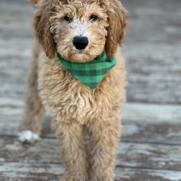 Poodle Puppies from Castleberry Doodles and Poodles