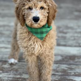 Poodle Puppies from Castleberry Doodles and Poodles