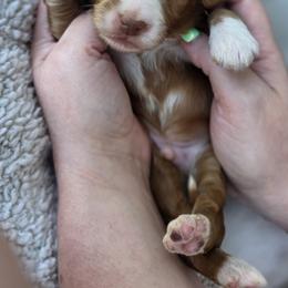 Leaf - Apricot male Goldendoodle puppy in Decatur, Tennessee from Diamond's Doodles