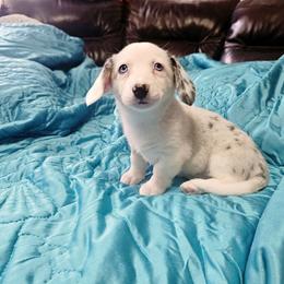 Girl 1 / - female Cardigan Welsh Corgi puppy in Myton, Utah from Cardigan Corgi Cuties 💓