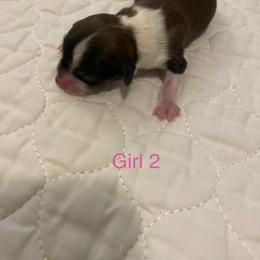 Girl 2 - Parti female Yorkshire Terrier puppy in Watertown, New York from NNYYorkies