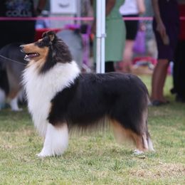 tempest - Collie
