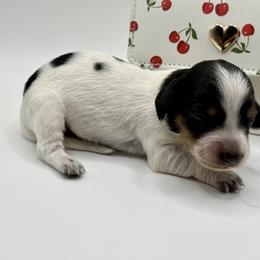 Lady 4- Russian Lines - AKC - Piebald female Dachshund puppy in Bartlesville, Oklahoma from OkieDokieDox