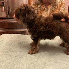 Lowchen Puppies from Ashford Kennel