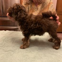 Lowchen Puppies from Ashford Kennel