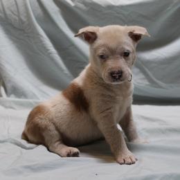 Prince Charming - Red mottled male Australian Cattle Dog puppy in Willamina, Oregon from Cherished Chihuahuas