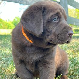 Chocolate Male - orange collar - Chocolate male Labrador Retriever puppy in Beaverdam, Virginia from Gold Heart Labradors