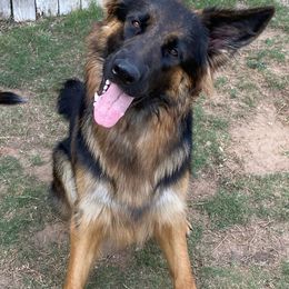 German Shepherds from Lone Starr German Shepherds