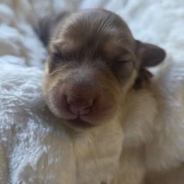 Violet - Cream female Dachshund puppy in Yacolt, Washington from Cassiopeia Doxies