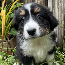 Orion - Black tri-color Australian Shepherd puppy in Yelm, Washington from Country Rose Australian Shepherds