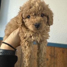 Jingle - Red female Cavapoo puppy in River Falls, Wisconsin from Dottie's Doodles