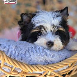 Biewer Terrier and Yorkshire Terrier Puppies from Corazon de gigante